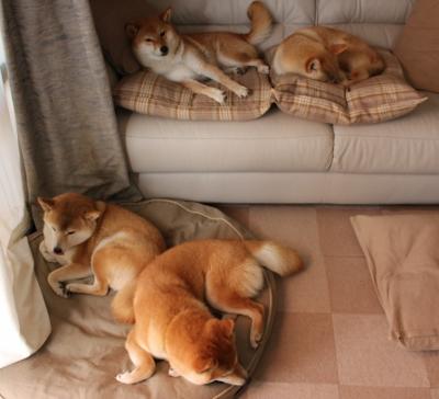 “荣耀瞬间：冠军车手的感人时刻”，荣耀夺冠