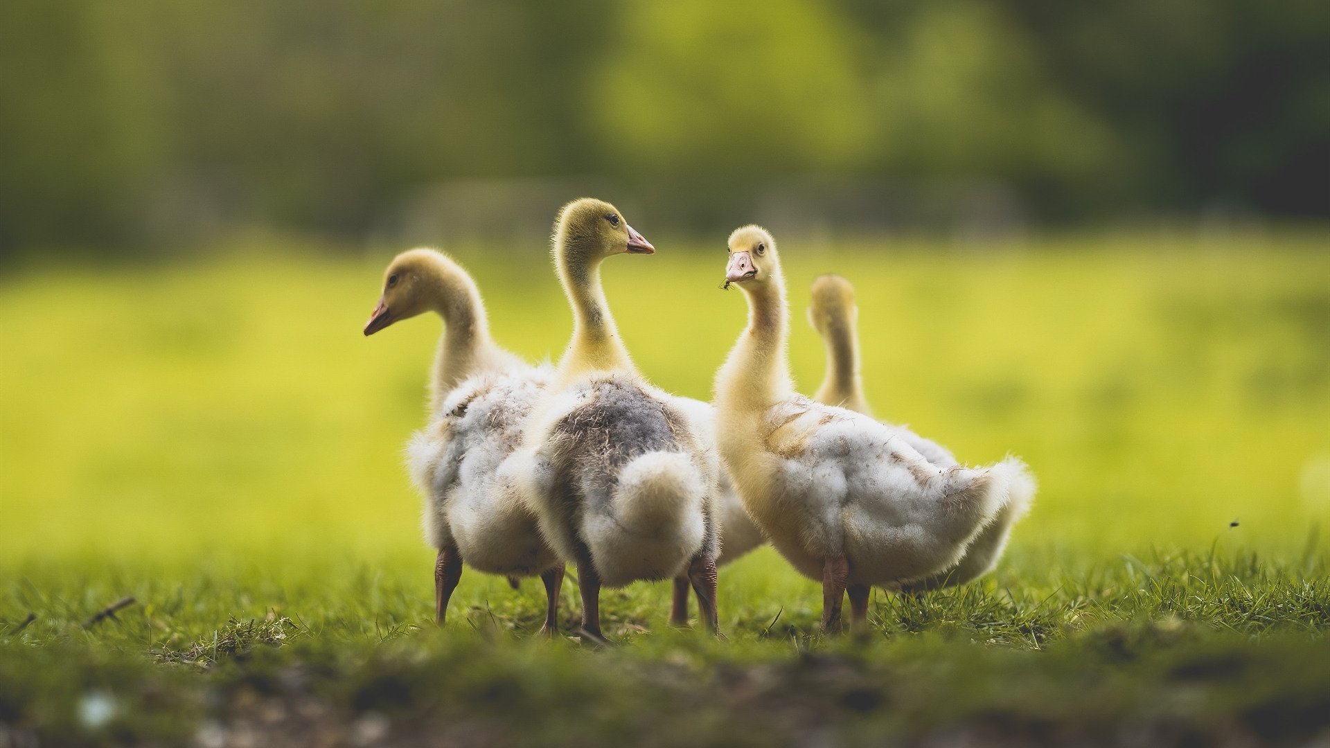 《绝地求生》全球赛:赛事规则调整与游戏平衡性的探讨,绝地求生全球大赛