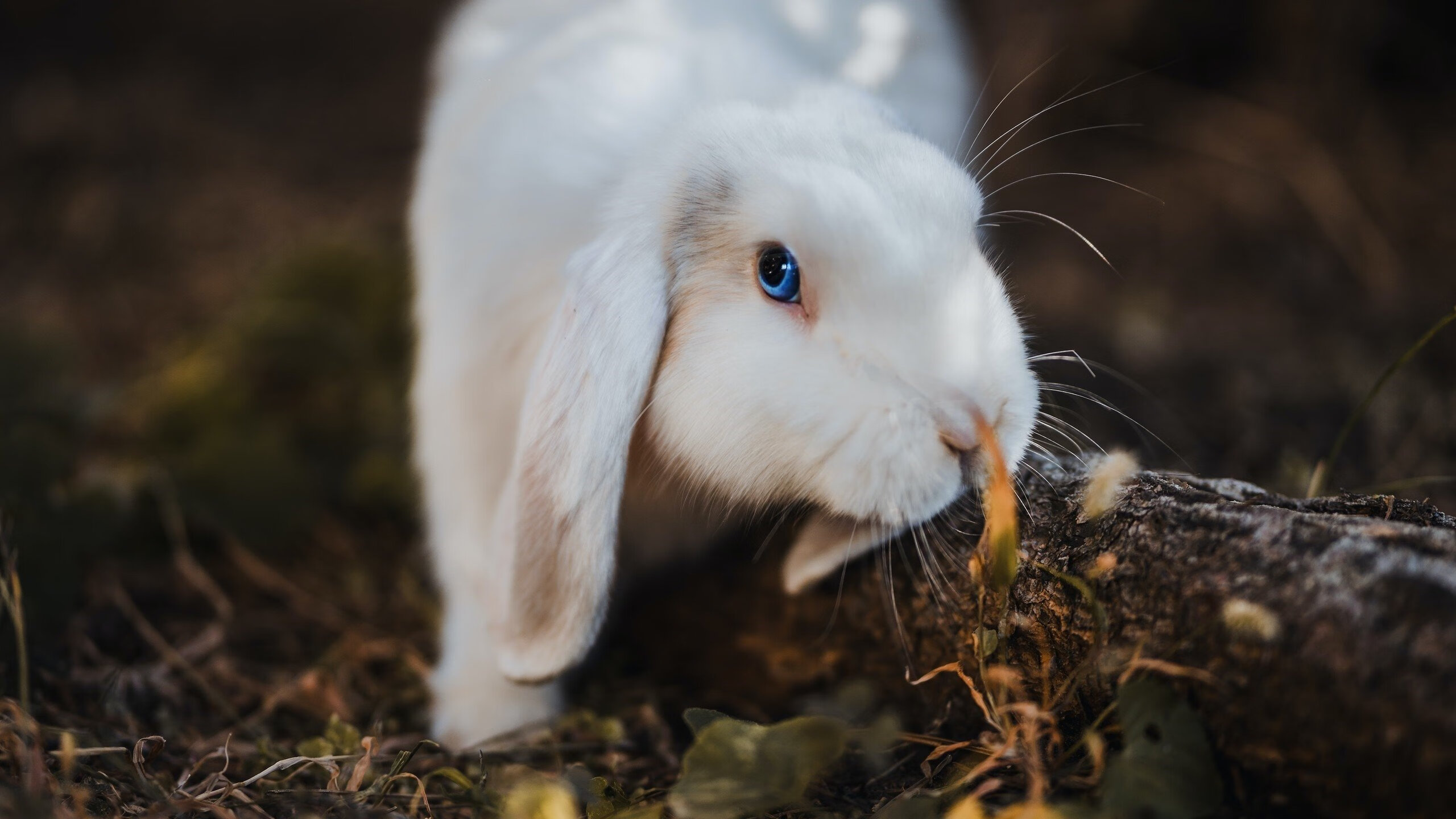 开云平台-中国足球裁判国际化培训体系逐步建立，提高判罚水平，中国足协国际级裁判