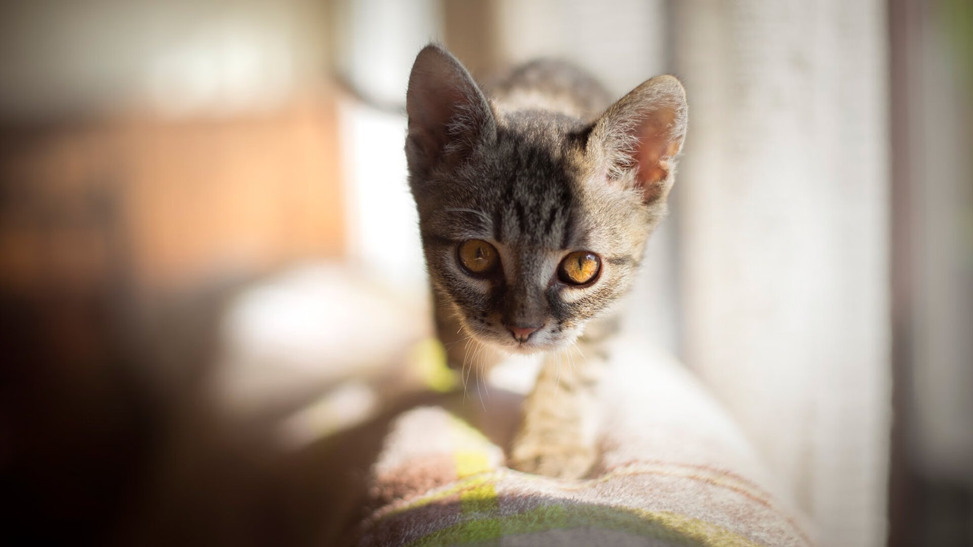 利物浦依靠高强度逼抢,逆转热刺震惊赛场,利物浦ⅴs热刺