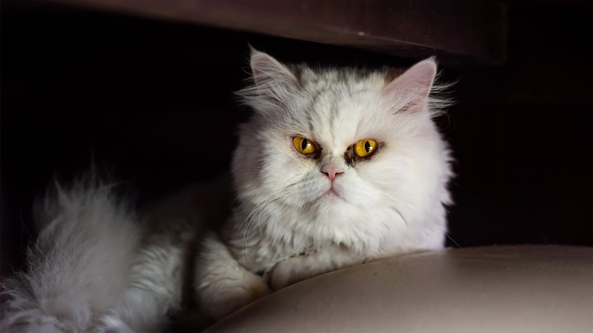 开云体育APP下载-巴塞罗那主力中场受伤，影响球队阵容完整性，巴塞罗那全队