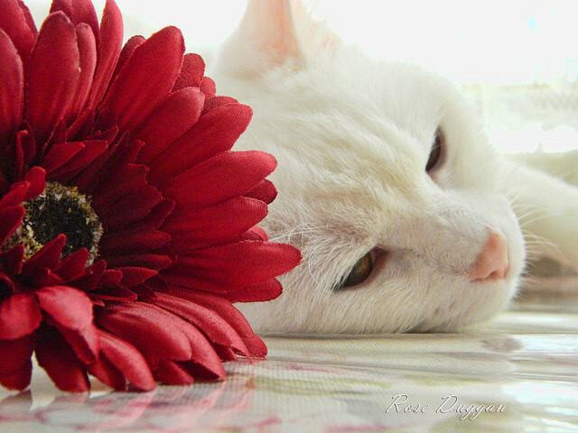 开云体育APP下载-电竞比赛中的临场应变：灵活调整，适应变化，电竞活动应急方案