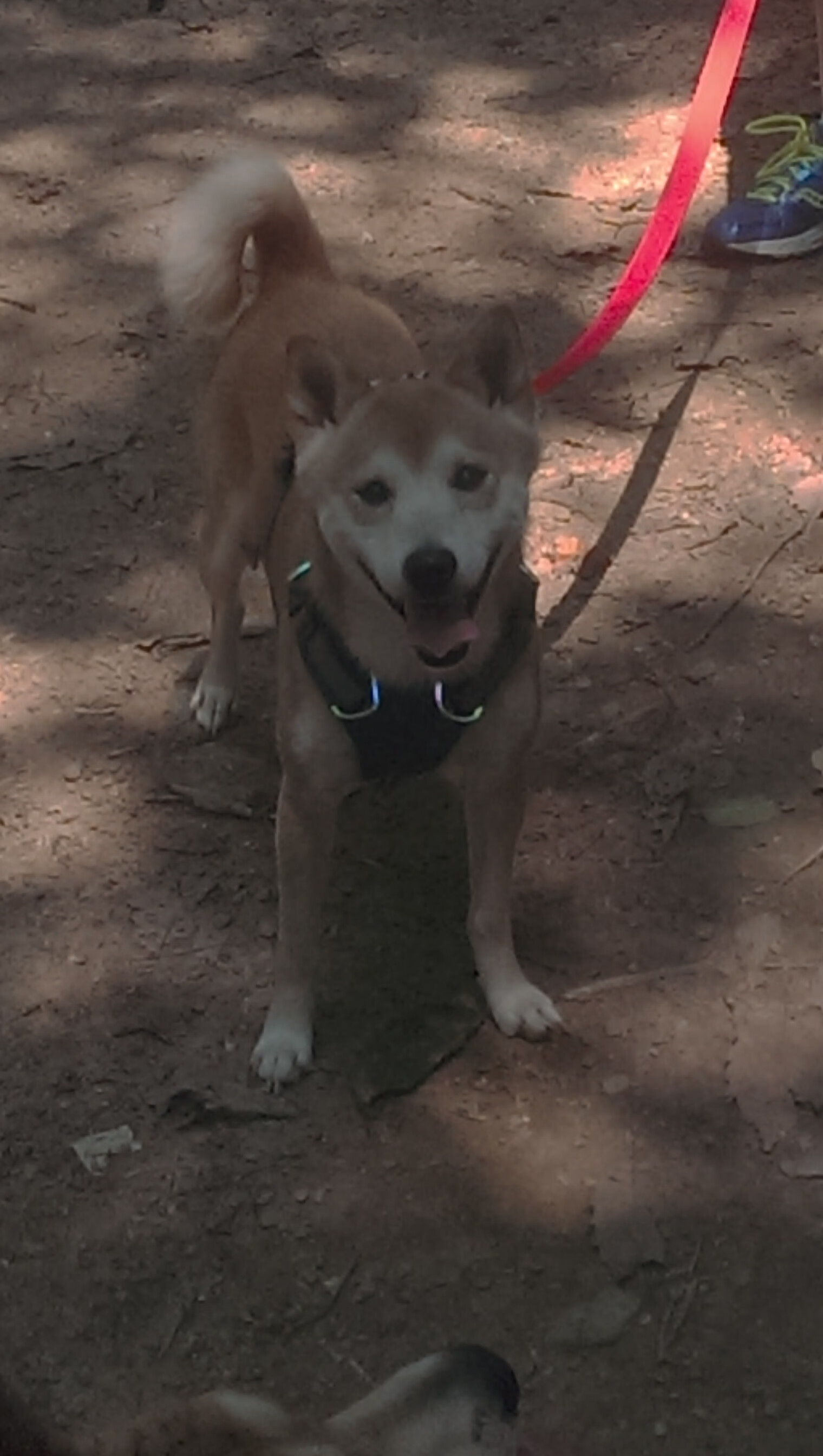 Aster积分排名领先赛区,algs预选赛积分