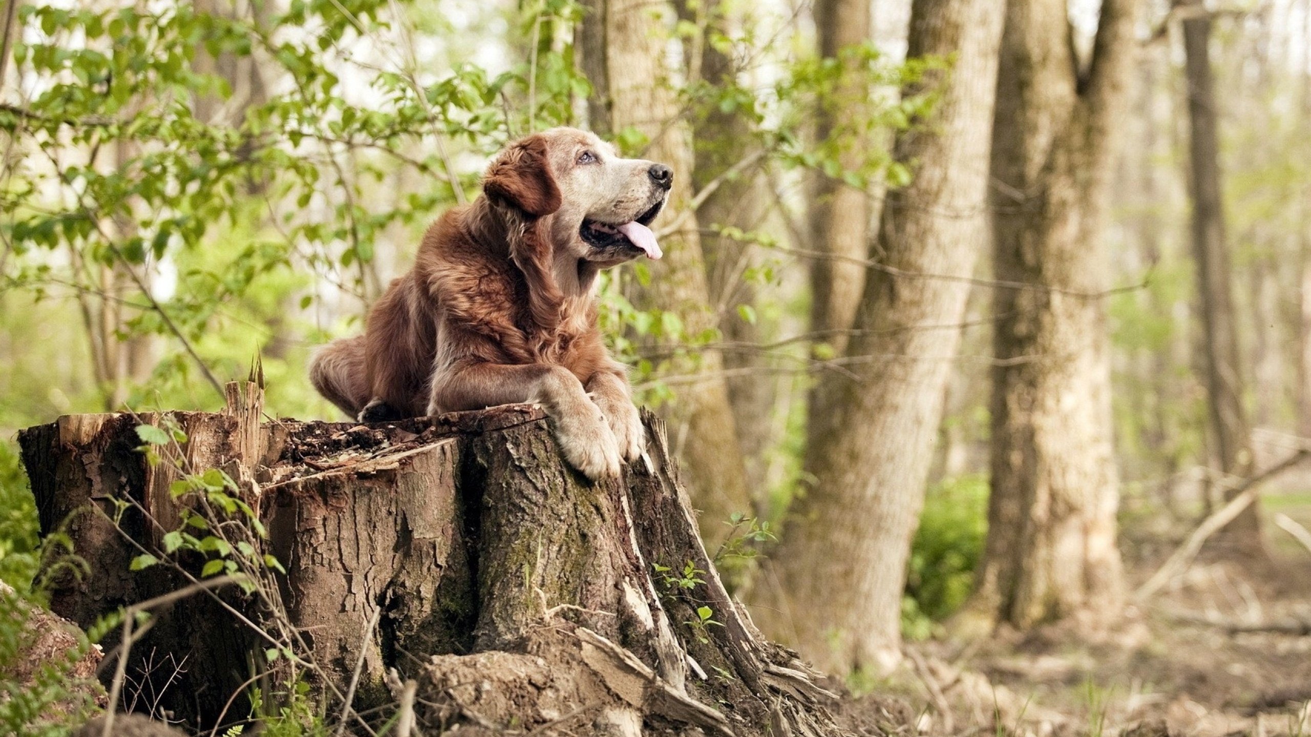开云体育-冬奥首次足球赛制见证伊朗强势崛起，平昌冬奥会伊朗代表团