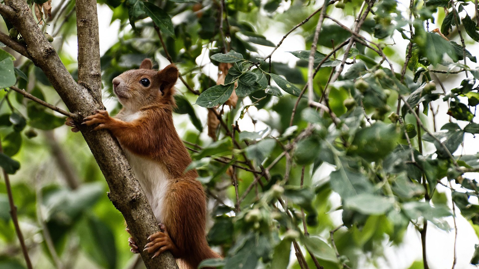 开云官网APP下载-巴塞罗那主场5-1大胜塞维利亚，继续领跑积分榜，巴塞罗那对阵塞维利亚结果