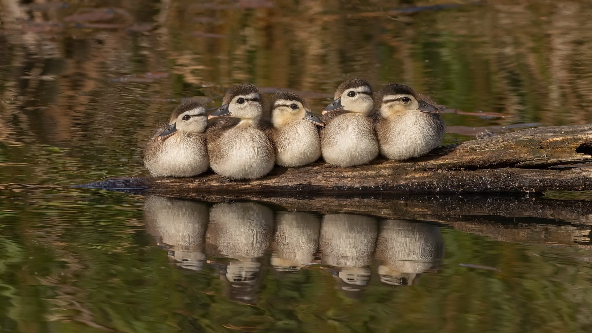 开云网站-斯托克城主场对阵德比郡，焦点之战谁能笑到最后，斯托克城vs雷丁比分预测