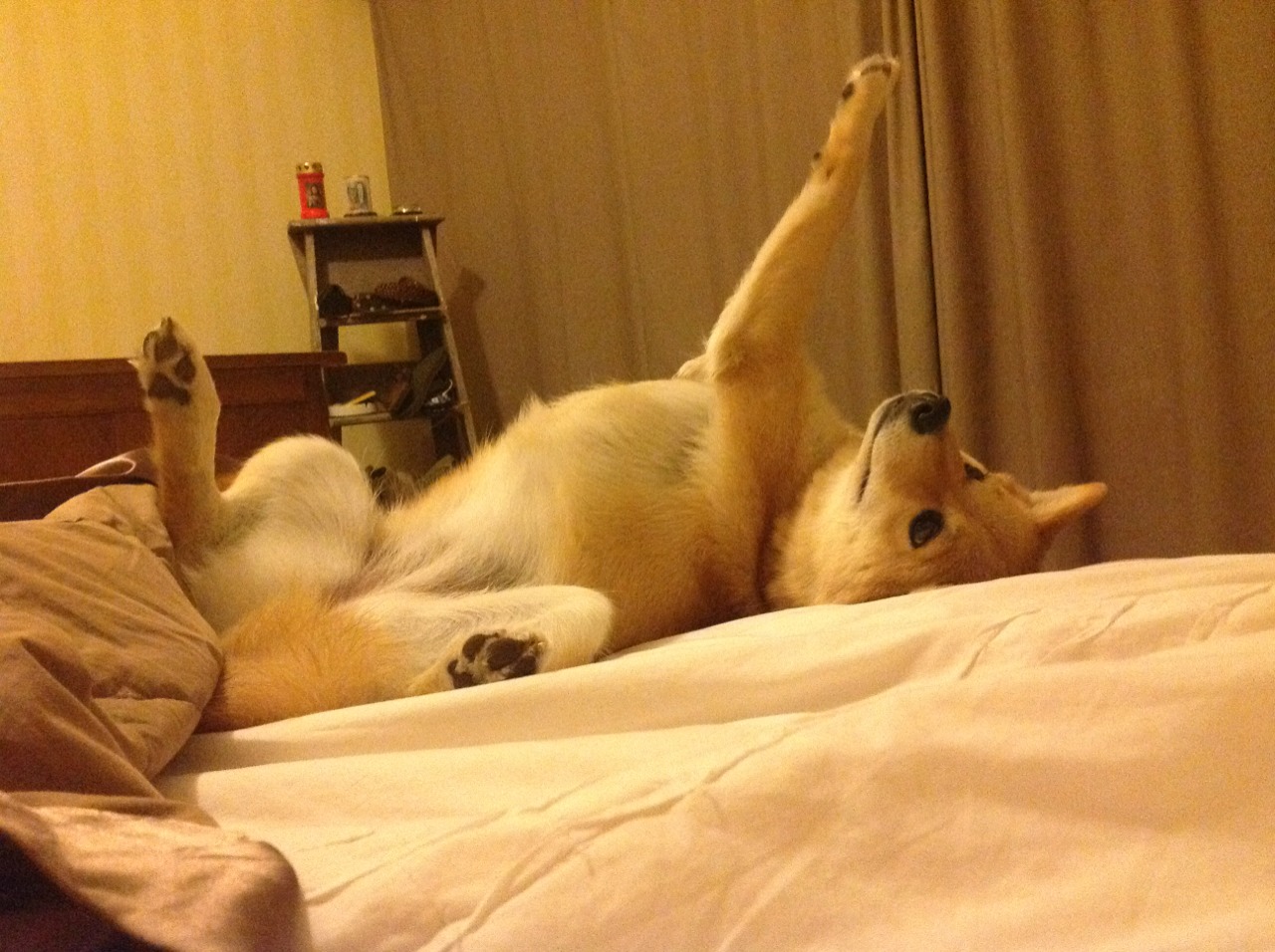 斯托克城主场对阵德比郡,焦点之战谁能笑到最后,斯托克城vs雷丁比分预测