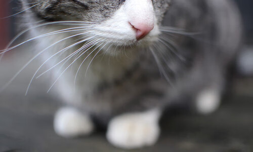 网络直播火爆足球盛况,球迷热情高涨,足球直播流畅