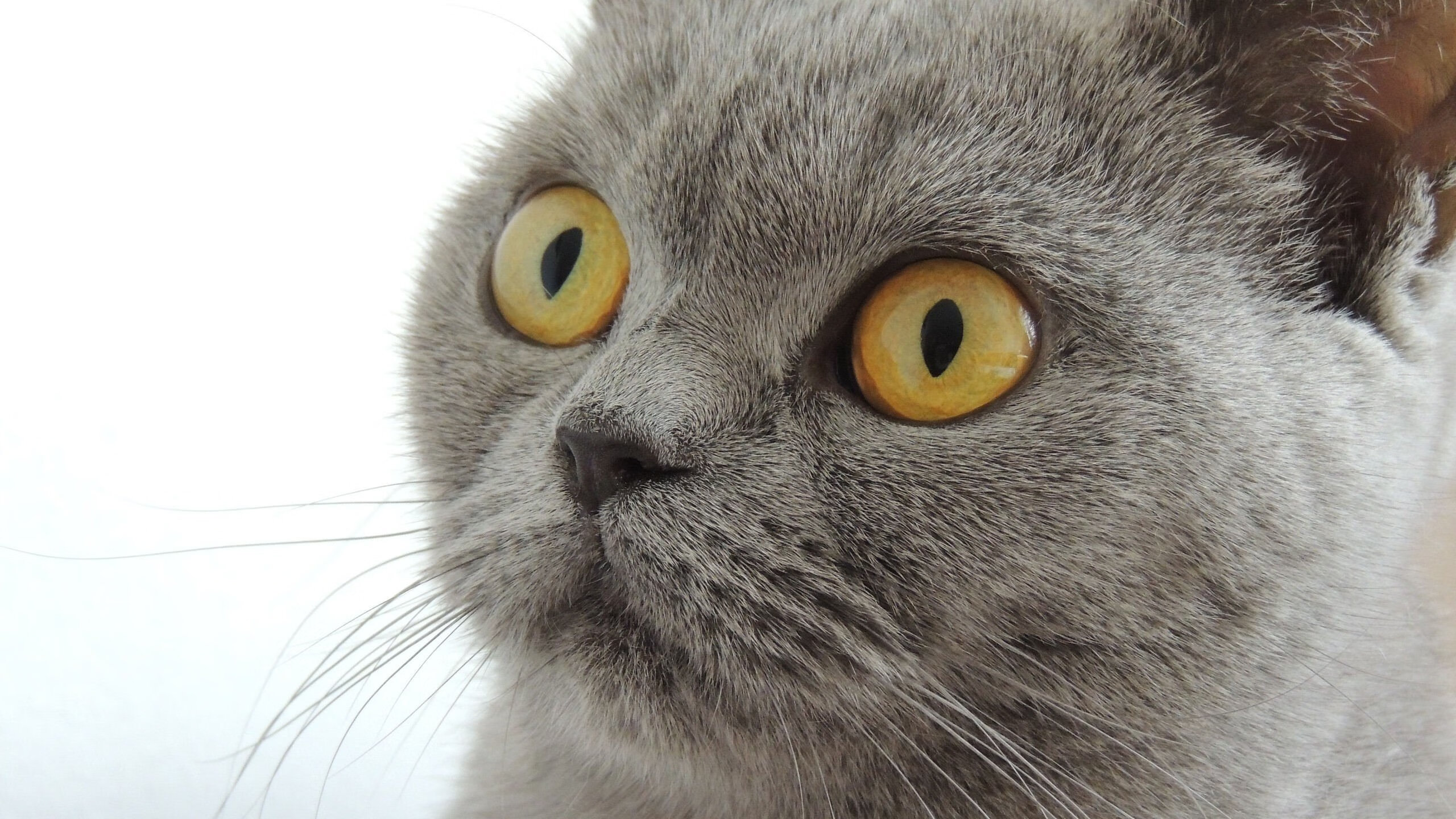 葡萄牙马术协会与欧洲马术协会签署合作协议，共同举办国际赛事。