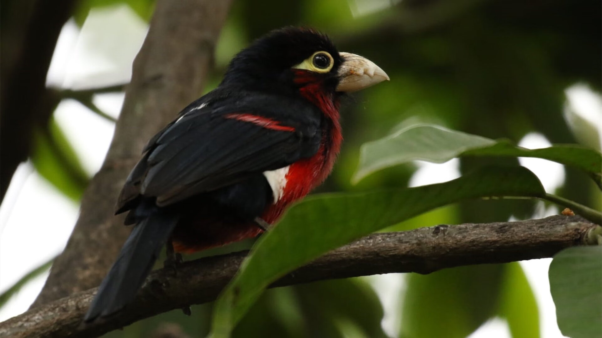 西甲赛季中球员体能衰减及其恢复干预效果研究,职业球员西甲球队