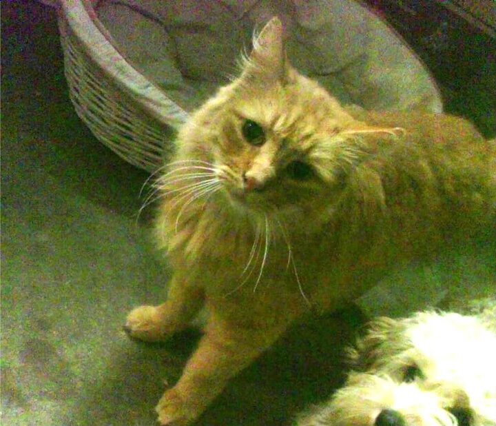 kaiyun网站-“亲子互动！牛仔3K亲子跑在香港开跑”