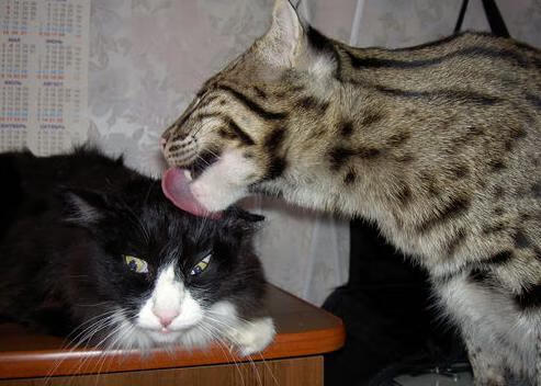 开云·Kaiyun网页版-中国男篮强化比赛节奏控制，中国男篮比赛规则