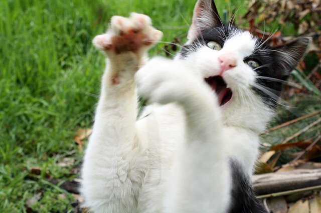 Kaiyun官方登录入口-中立B选手该项目分段表现逐步改善，比赛中立是什么意思