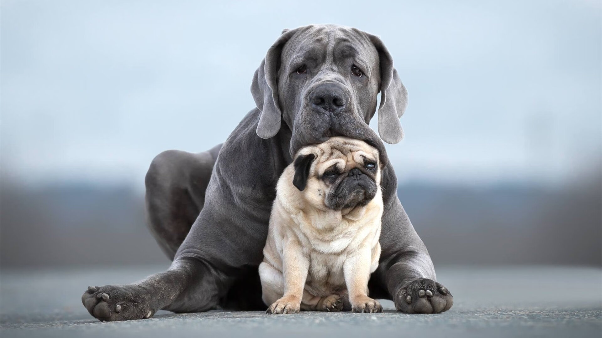主场优势是否仍是胜负关键,为什么说主场有优势
