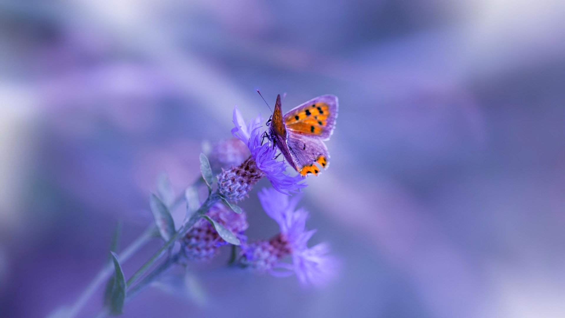 开云·体育官网-叶夫根尼娅·奇库诺娃打破个人最佳，创造新纪录，叶夫根尼娅卡纳耶娃