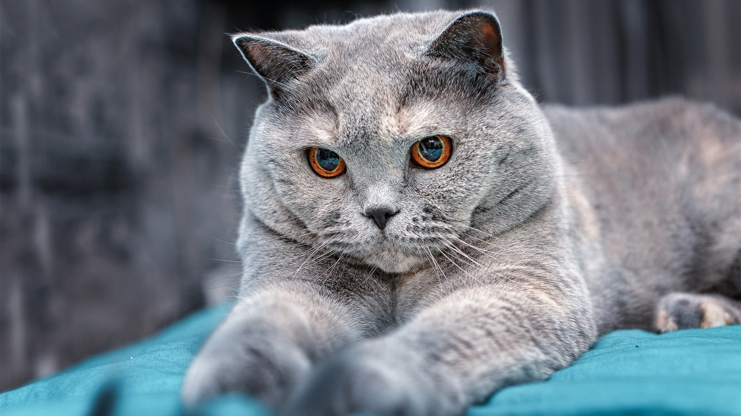 KAIYUNAPP-渡边一平泳池内外双重突破，渡边一系