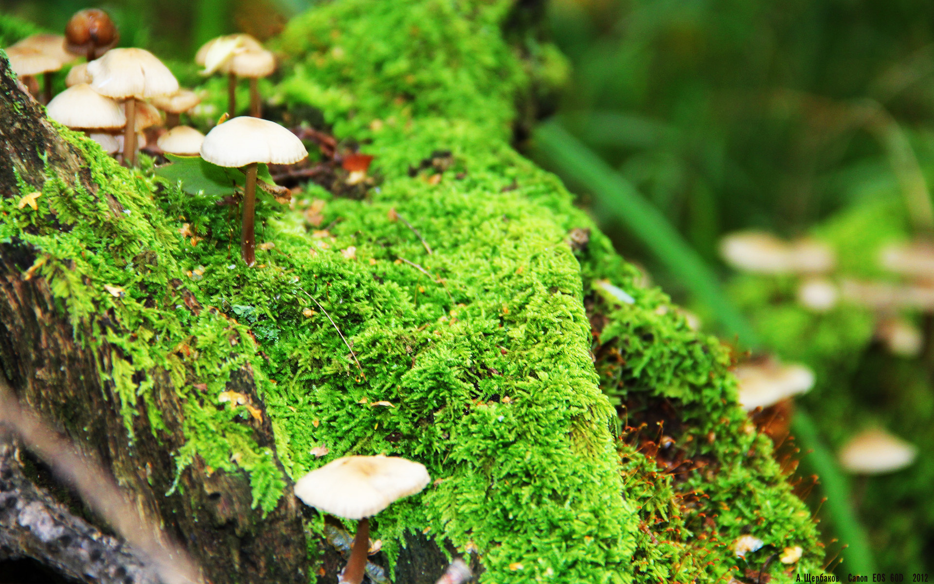 蛙泳比赛瑞士展现强劲实力，世界蛙泳冠军教学视频