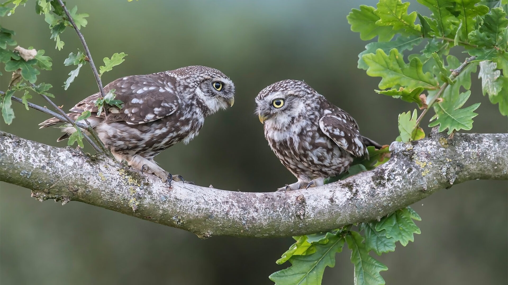 KAIYUNAPP-麦考的战术智慧使全黑队战斗力倍增